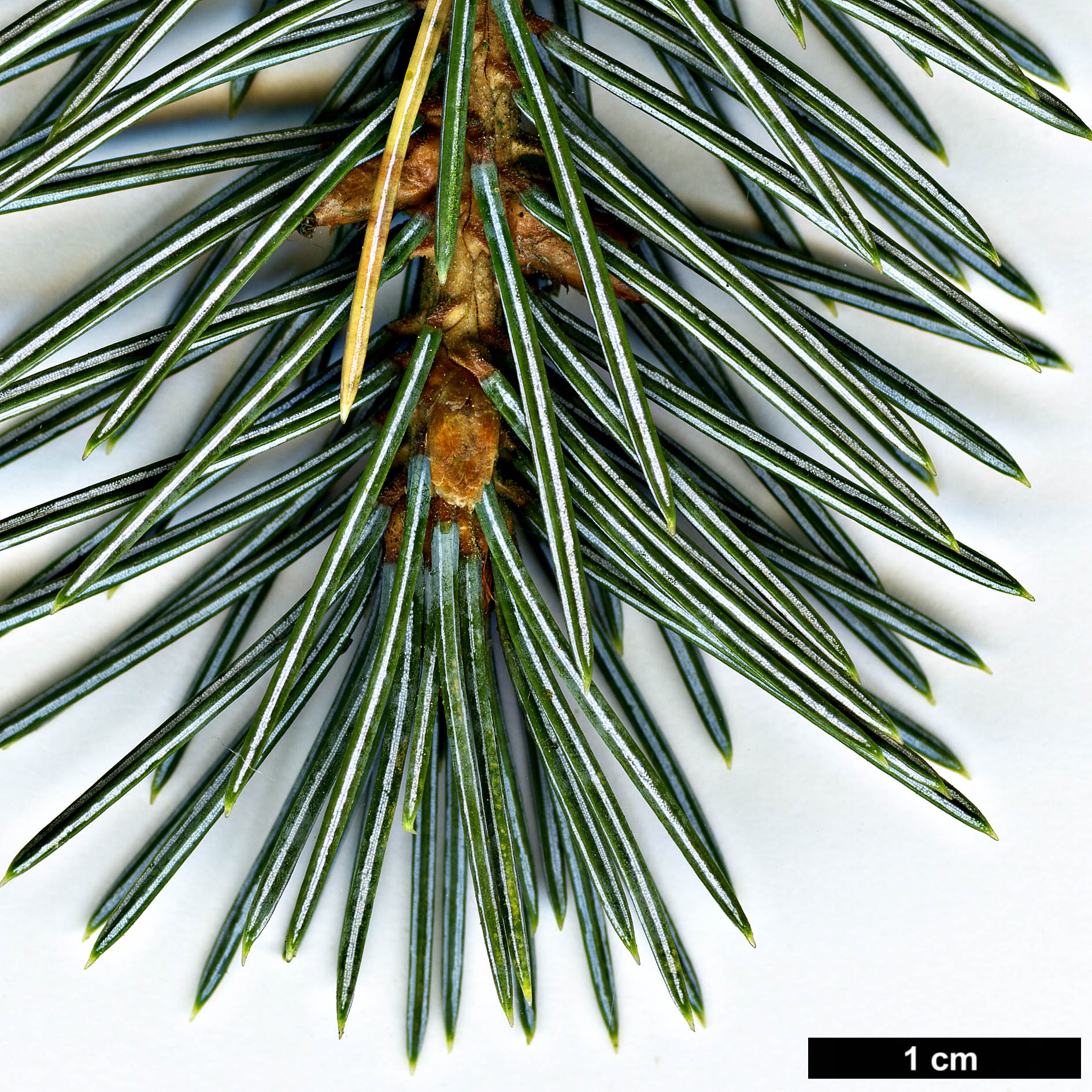 High resolution image: Family: Pinaceae - Genus: Picea - Taxon: engelmannii - SpeciesSub: subsp. mexicana